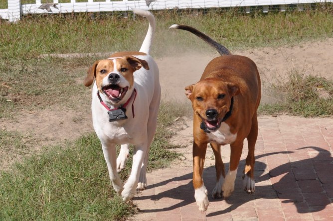 DSC_0036_small Running Dogs