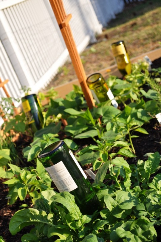 Wine Bottle Plant Nannies