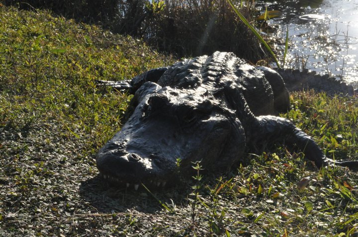 Gator2