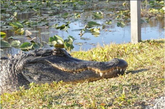 Shark Valley Gator