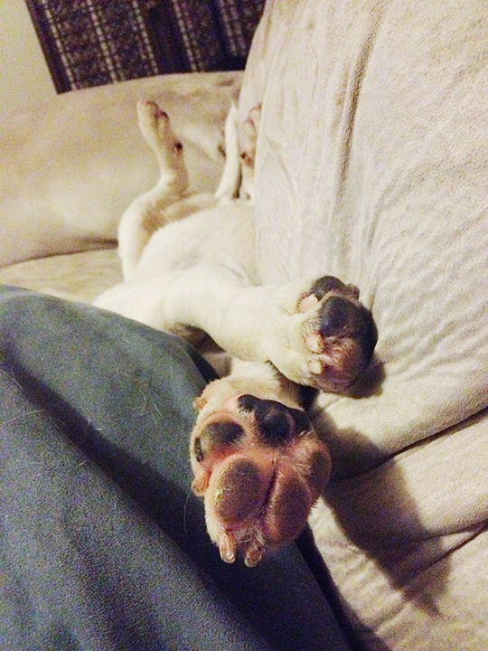 Paws